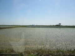 津波により水田に海水が入りました。昨年試験栽培がおこなわれたようですが、本格的な稲の栽培の始まりです